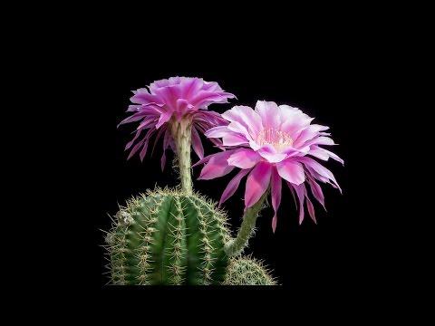 Time-Lapse: Beautiful Cacti Bloom Before Your Eyes