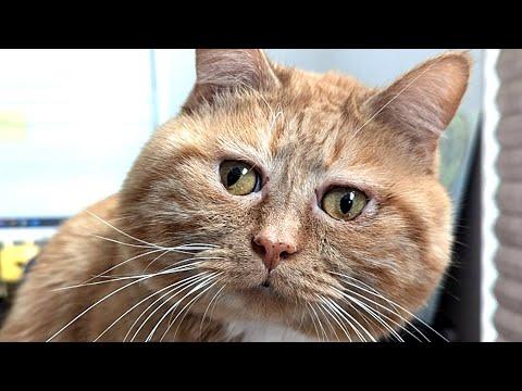 Vet didn't think this cat would live. 5 years later he's thriving #Video