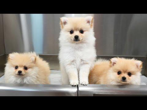 Which Puppy Handled Grooming the Best? #Video