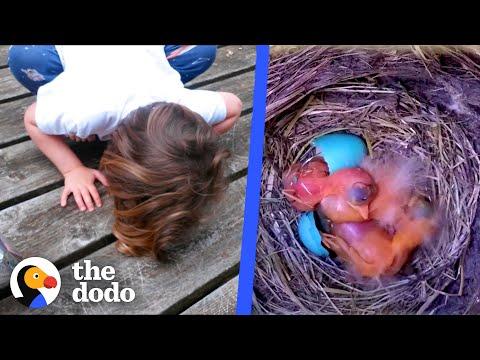 Watch These Baby Robins Hatch And Flap Their Wings For The First Time Video