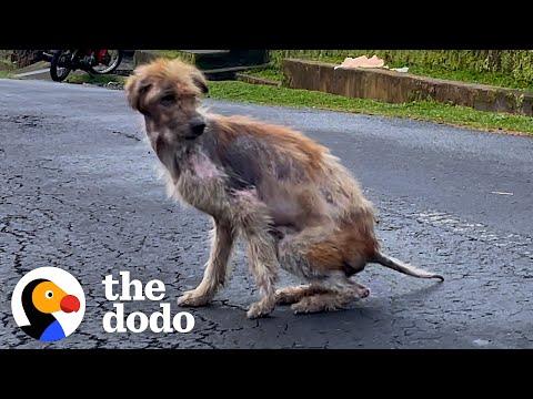 Guy Feeds Stray Dog Until He Disappears...Guess Where He Went! #Video