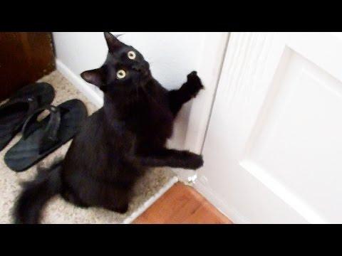 Cat Demands To Be Walked Like A Dog!