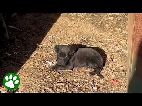 Abandoned Puppy Surrounded by Trash Finally Finds Love #Video