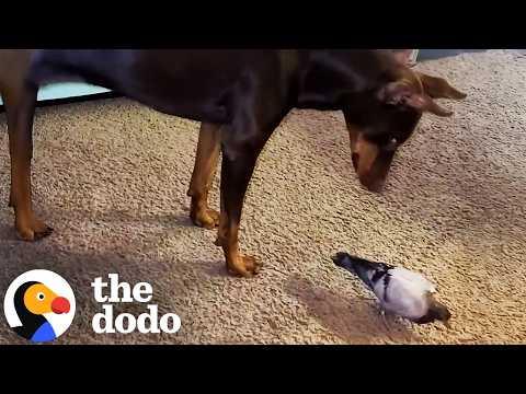 Baby Pigeon Raised By Dog Loves Playing In Her Yard #Video