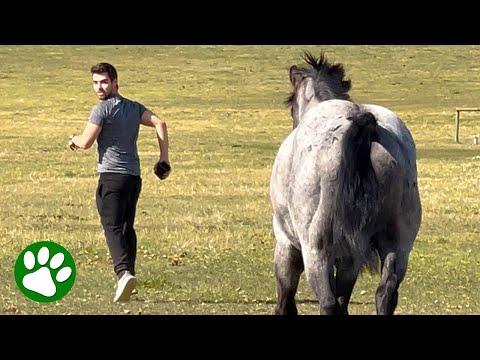 A Jealous Heart in the Shadows: Watching a Horse's Bond Grow with Another #Video