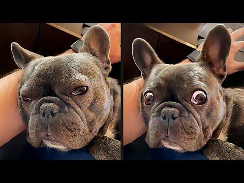 The Funniest Dog Videos Ever #Video