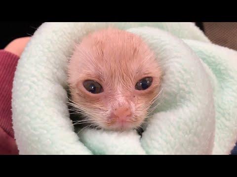 Shelter cat is unrecognizable after adoption #Video