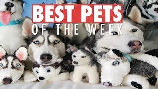 Best Pets of the Week | June 2018 Week 1