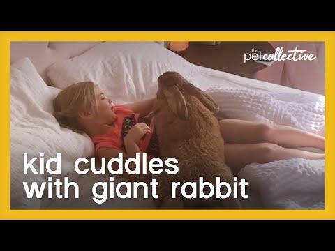 Kid Cuddles With Giant Rabbit Video