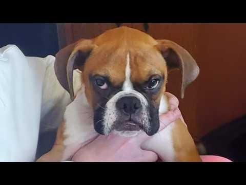 The FUNNIEST PUPPIES on the Planet! #Video