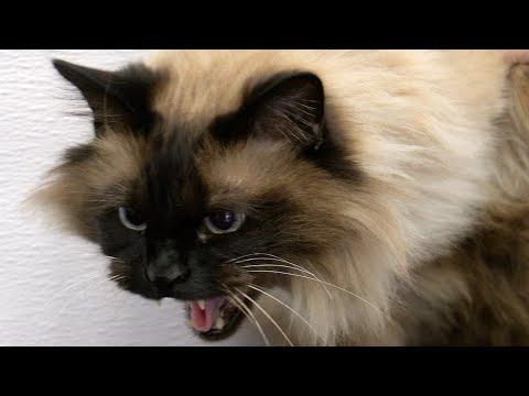 Naughty kitty gets hamster ball of shame | Crazy cat #Video