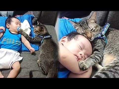 Rescued Cat Cares For a Sick Baby And Cuddles Him