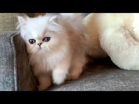 Fluffy Persian Kitten Cuteness Incoming! #Video
