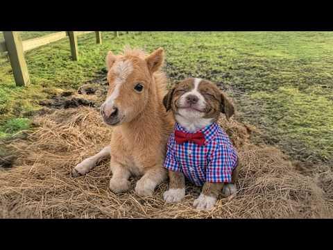 When your dog brings home a friend | Funniest Dog Ever! #Video