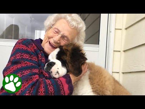 Lonely Widow Found Joy Again When An Unexpected Visitor Stopped By... #Video