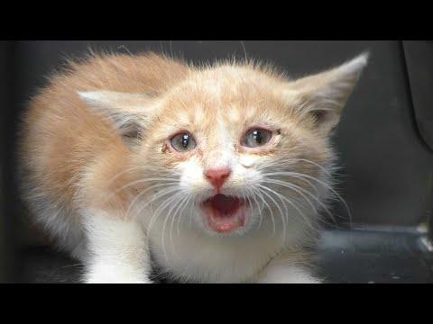 Tiny Kittens Meowing Compilation - Sounds to Attract Cats #Video