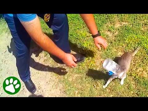 Cops chase down terrified cat trapped in jar #Video