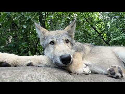 Moment of Calm with an Extremely Chill Wolf Pup #Video