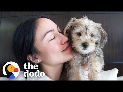 Steph Shep Adopts The Most Mischievous, Lovable Puppy #Video