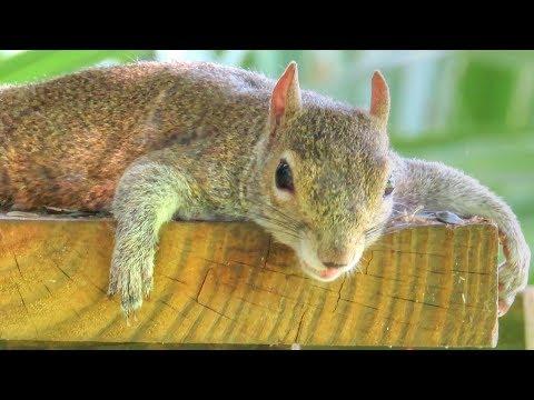 Man Bonds With Mother Squirrel -  How Squirrels Keep Cool
