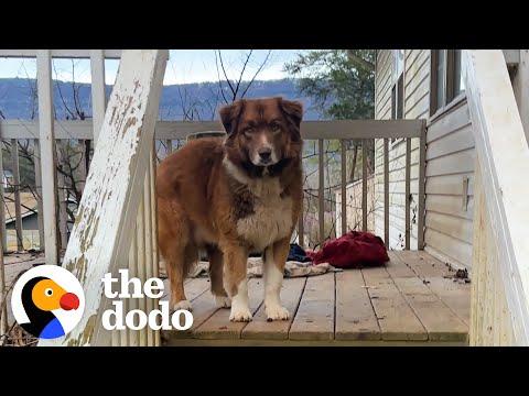 Sweet Dog Is Left Behind When Couple Breaks Up #Video