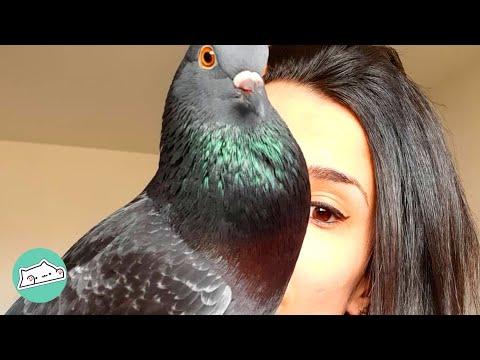 Woman Rescued Pigeon and Taught Him How to Fly #Video