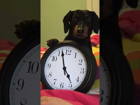 It’s always 5:00 somewhere for a #dachshund! #Video