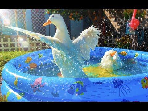The Happiest Rescued Ducks In the World #Video