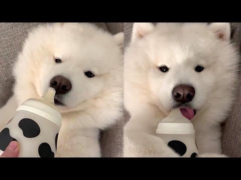 Fluffy Dog Loves Getting Pampered and Being Bottle Fed #Video