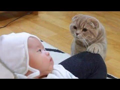 When your cat meets their new LIFE CO WORKER #Video