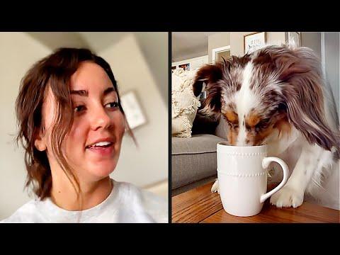 This Dog is Addicted to Coffee | Your Daily Dose Of Pets #Video