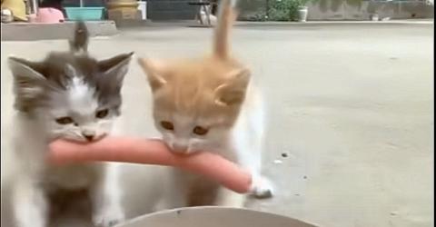 Hilarious Pet Moments! #Video