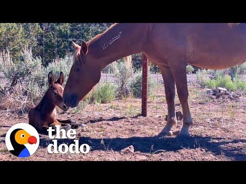 Rescued Wild Horse Gives Birth To A... #Video