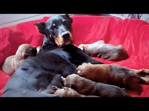 Growling Mama Dog and Her 7 Babies Were Living In A Tent, Until. #Video