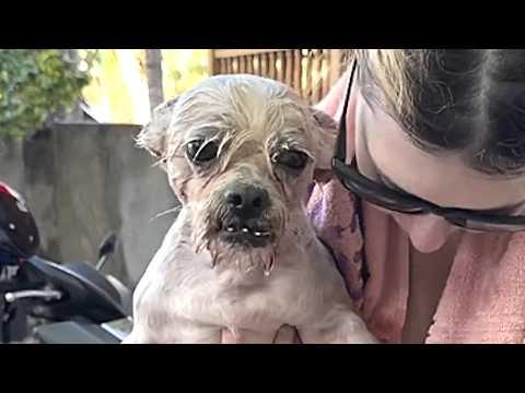 Dog shunned for her looks finally has a friend #Video