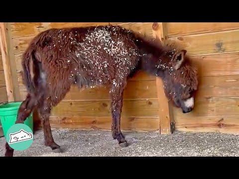 Rescue Donkey Couldn’t Support His Weight. Now He’s the Sassiest Boy #Video