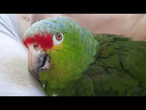 Woman does sweetest thing for elderly bird #Video