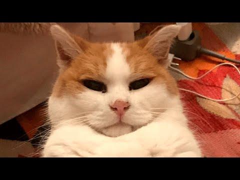 This senior cat's retired life might make you jealous #Video
