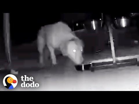 Lost Dog Shows Up on Hidden Camera One Year Later #Video