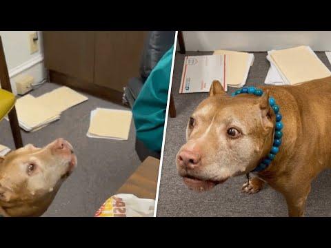 Woman takes rescue dog to work. Predictably, he starts yelling at the boss. #Video