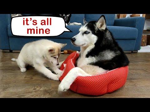 Husky Took My Puppy's Bed And Doesn't Want To Leave #Video