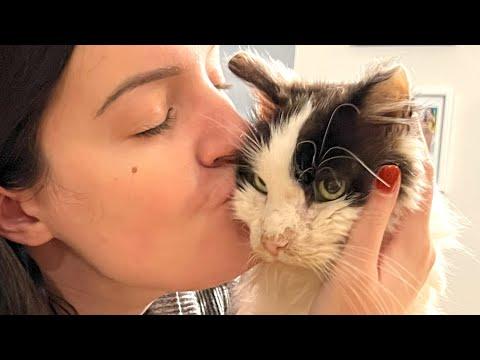A Shelter Cat's Fairy Tale Ending #Video