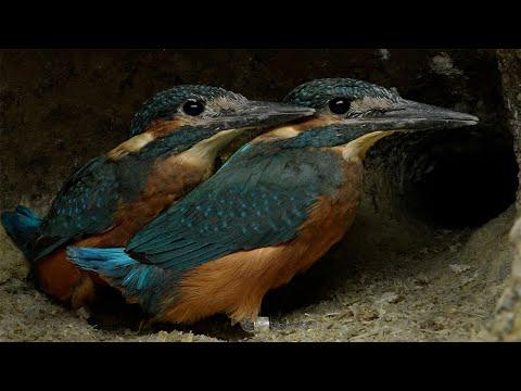 Kingfisher Dad Encourages Chicks to Fledge | 4K | Discover Wildlife | Robert E Fuller #Video
