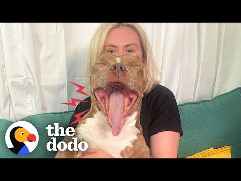 Rescue Pittie Screams Like A Wookie When She’s Excited #Video