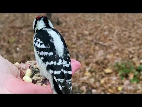 Hand-feeding Birds in Slow Mo - Downy Woodpecker, Chickadees, Tufted Titmouse, Nuthatch #Video