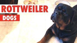 Rottweiler Dogs Video Compilation | Breed All About It