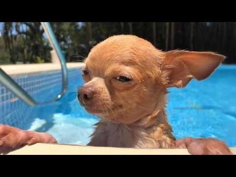 CHIHUAHUAS Are The Most Dramatic Dog in the World #Video