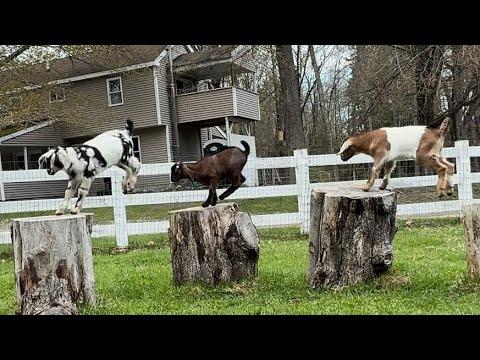Babies discover GoatHenge! #Video