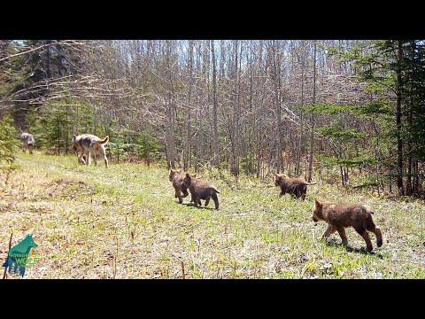 Small pups trying their best to keep up with their parents #Video