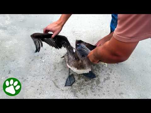 The Moment They Freed This Pelican From Fishing Hooks #Video
